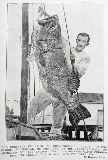 Image: Our northern fisheries: an exceptionally large hapuka caught at Russell, on the line by Mr James Malcolm of Auckland, off the launch Ione