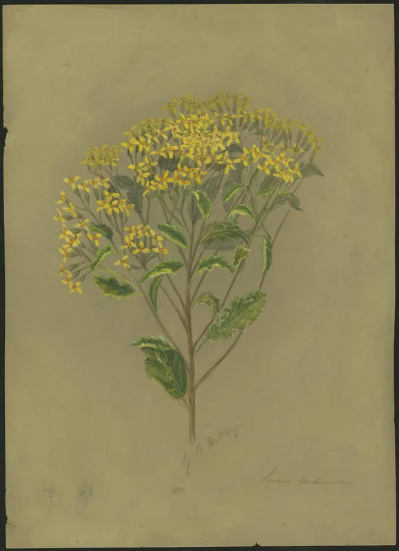 Senecio perdicioides
