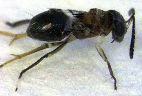 Encyrtus aurantii