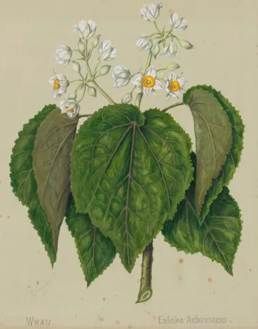 Image: Whau. Cork tree