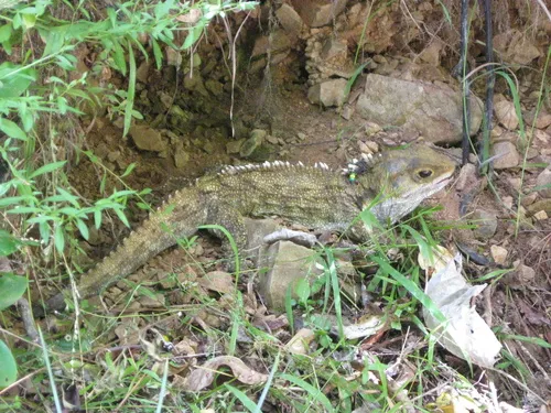 Tuatara