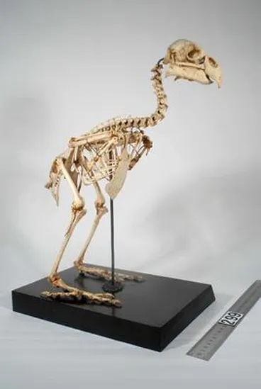 Image: Strigops habroptila - Kakapo