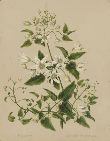 Image: Pikiarero - Clematis hexasepala