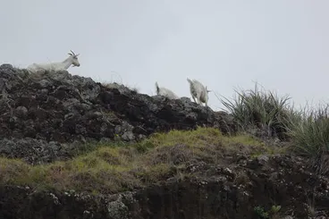 Image: Domestic Goat