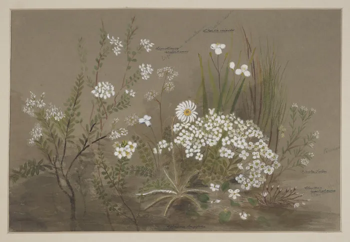 Harris, Emily Cumming, 1837-1925: Celmisia longifolia, lingusticum aromaticum, libertia ixioides, pimelea suteri, claytonia australasica [1890s?]