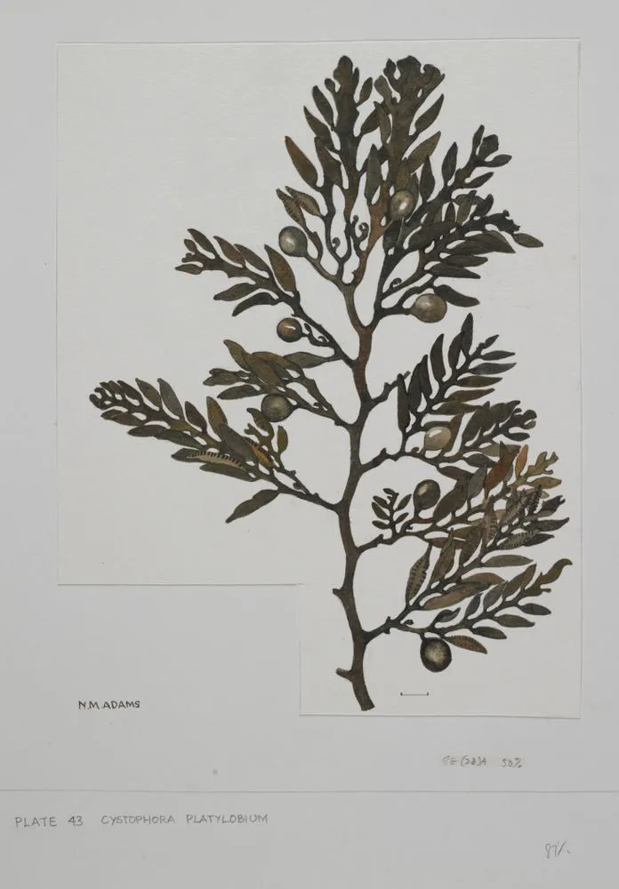 Watercolour illustration of Cystophora Platylobium seaweed specimen, Plate 43 from 'Seaweeds of New Zealand'