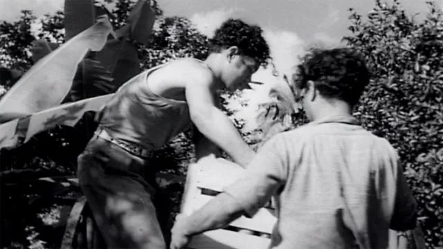 Picking oranges in the Cook Islands, 1951