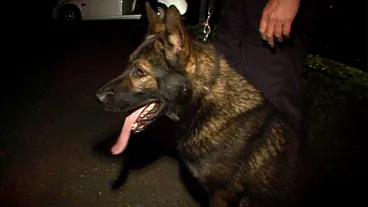 Image: Dog Squad - First Episode