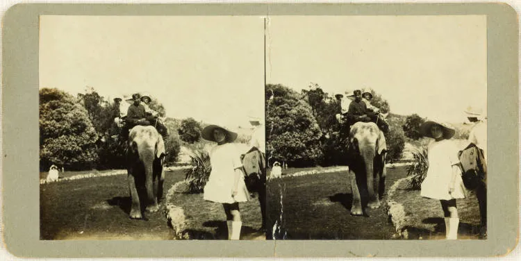 Elephant giving a ride to children at Auckland Zoo.