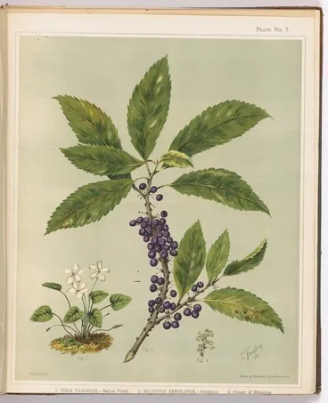 Image: 1. Viola filicaulis. - Native Violet. 2. Melicytus ramiflorus. - Hinahina. 3. Flower of Hinahina Plate 7. From the book: The art album of New Zealand flora : being a systematic and popular description of the native flowering plants of New Zealand and the adjacent islands : volume 1;
