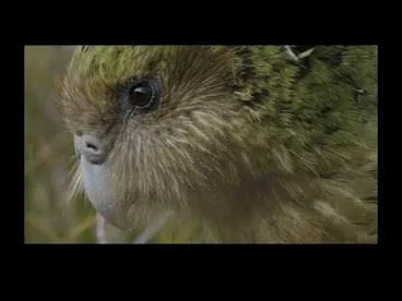 Image: Kākāpō: The Night Parrot - narrated by Sir David Attenborough