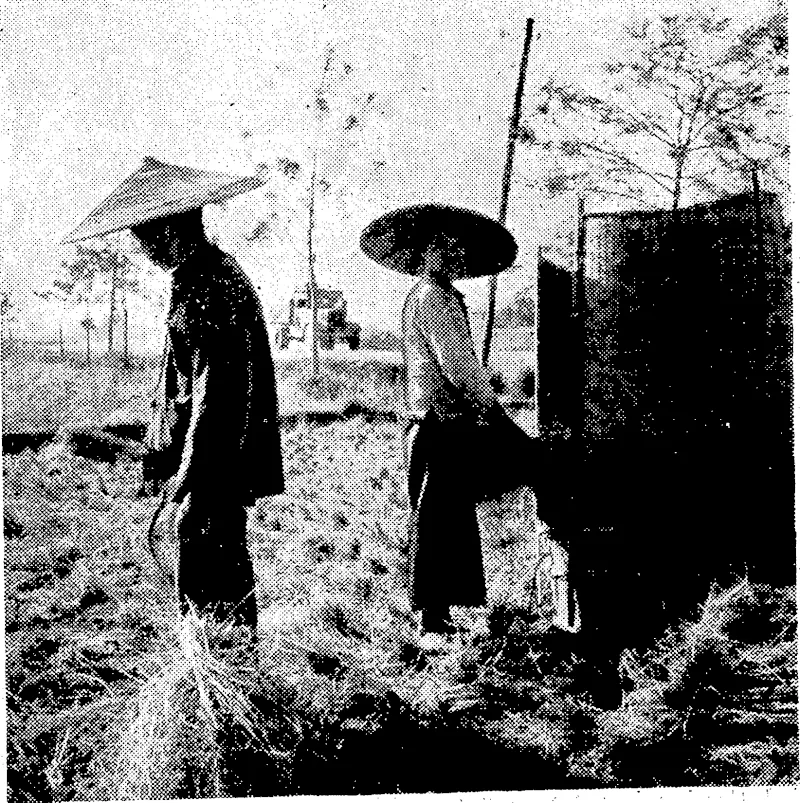 Chinese peasants, after the capture of the Canton area by Japanese troops, continue their farming in peace. These peasants are harvesting. (Evening Post, 03 March 1939)