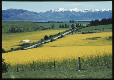 Image: Rape crop, Otago