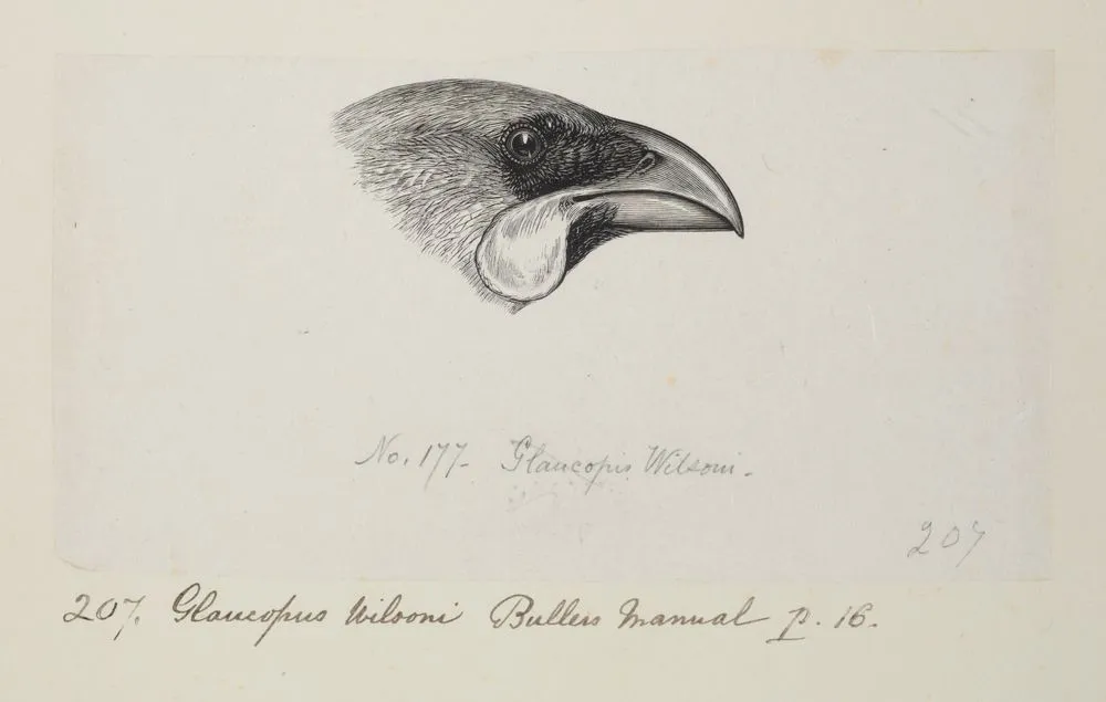 Callaeas wilsoni (North Island kokako). Formerly Glaucopus wilsoni