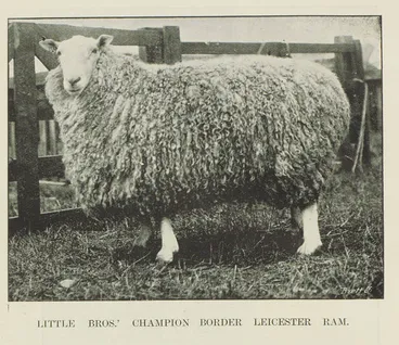 Image: Little Bros.' champion border Leicester ram