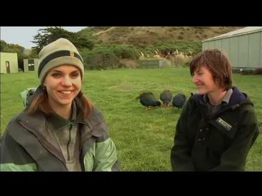 Image: Meet the Locals: Takahē