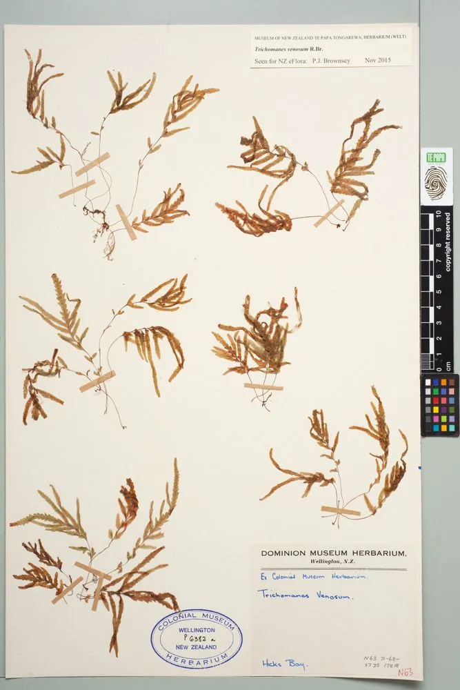 Veined bristle fern , Trichomanes venosum R.Br.