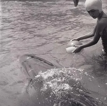 Image: Opo: The Hokianga Dolphin (#13)