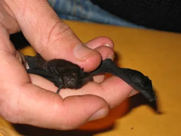 Image: Long-tailed Wattled Bat