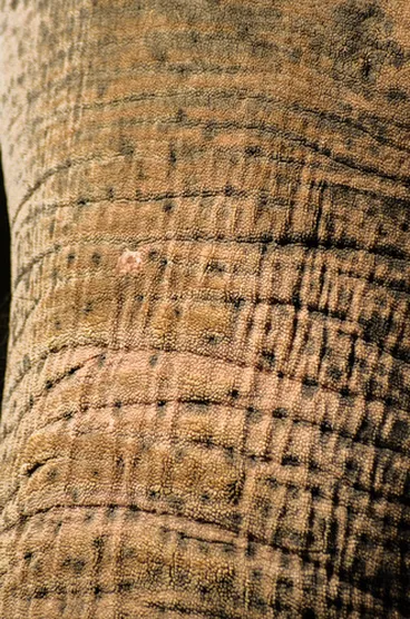 Image: Asian Elephant