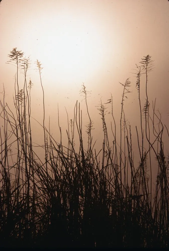 Japan series: grass and sun
