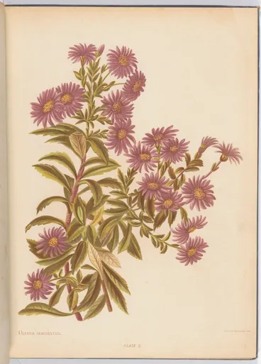 Image: Olearia semidentata. Plate 2 from the book: The native flowers of New Zealand