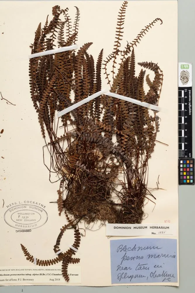 little hard fern, Blechnum penna-marina subsp. alpina (R.Br.) T.C.Chambers & P.A.Farrant