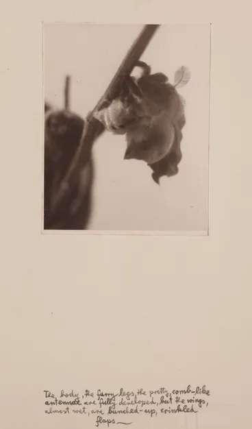 Image: [Hatching moth]. From the portfolio: Birth of a Beauty: The Hatching of the Emperor Gum Moth Antheraea eucalypti