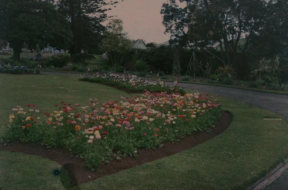 In the Domain Gardens, Auckland