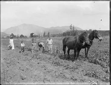 Image: First horses in NZ