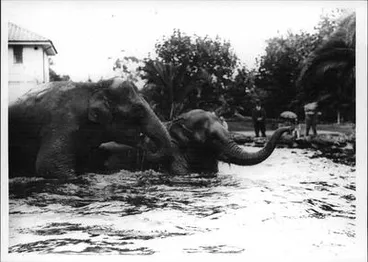 Image: Two Elephants in water at Auckland Zoo