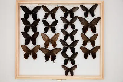 Papilio (Menelaides) protenor demetrius