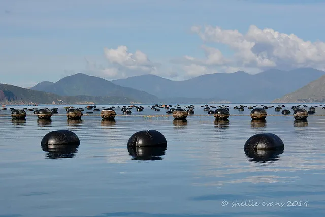 Greenlip Mussel Farm, Marlborough Sounds