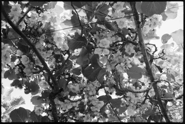 Image: Chinese Gooseberries