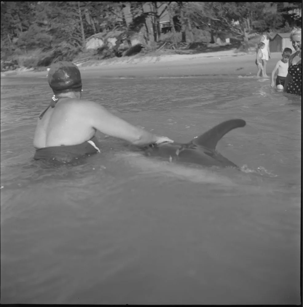 Opo the dolphin, Opononi