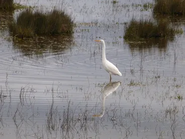Image: White heron