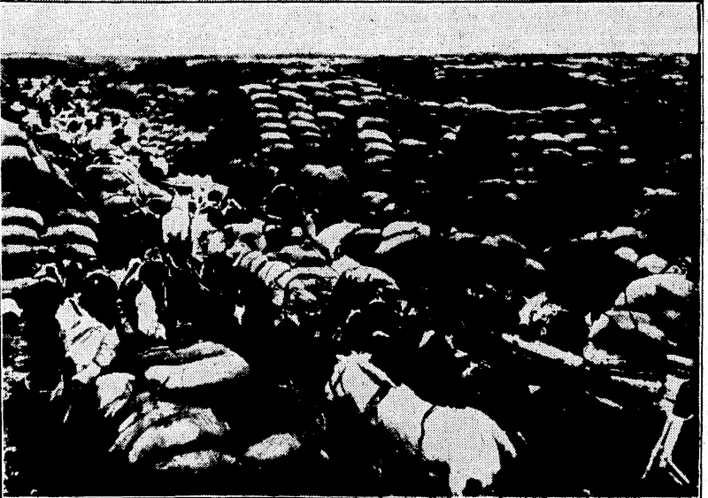 COOLING RAILWAY CARRIAGES.—On hot days fifty-two of these machines lower the temperature in the carriages of the New York Central's principal trains running out of Grand Central Terminal,'New York. The temperature is brought down to 10 degrees below that prevailing outside. These cooling machines are used in many parts of the United Slates, and dining cars are equipped .with continuous • * ' ' *■•■■' cooling apparatus. , ; "flpprt «nd General" Photo. SACKS OF SOYA BEANS.—The cultivation of the soya bean, a staple product of Manchuria, is one of the most important industries in this part of the world. An idea of its vastness may be gauged' by the seemingly unending quantity of sacks. The soya bean is famous for its oils and its by-products—* cattle food and fertiliser—and is used extensively in China and Japan. (Evening Post, 09 May 1933)