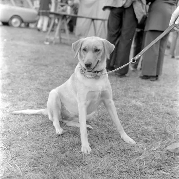 Image: A & P show; pet parade; dog.