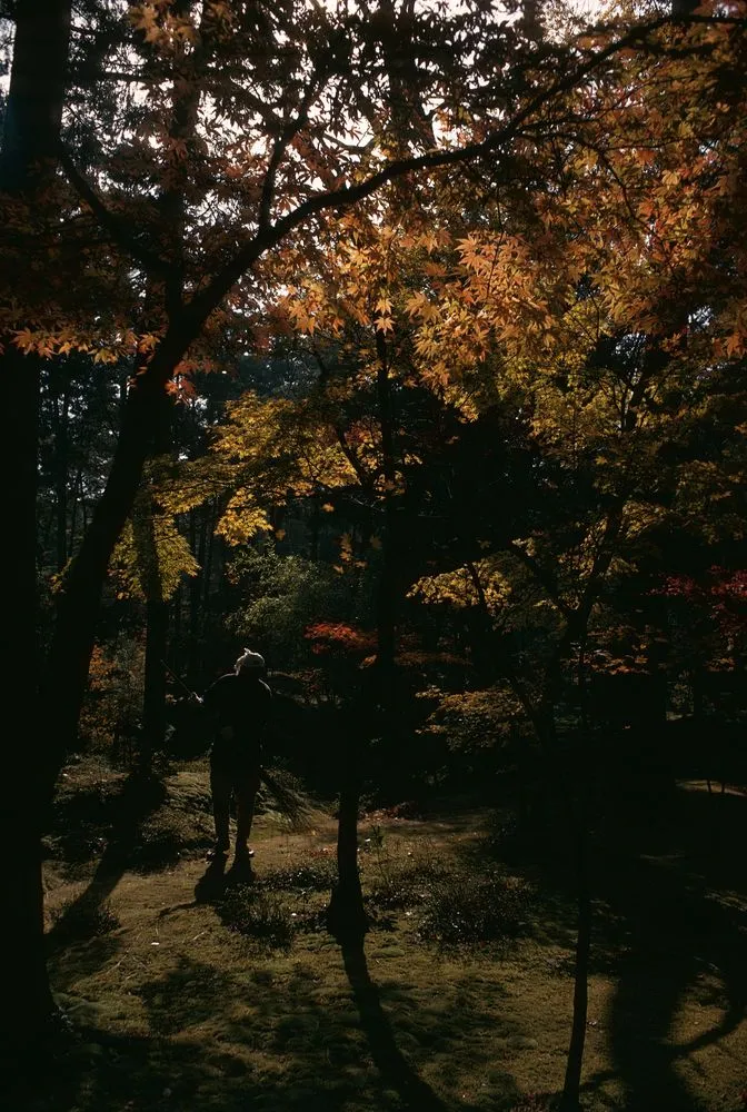 Japan Series: Kokedera, Kyoto
