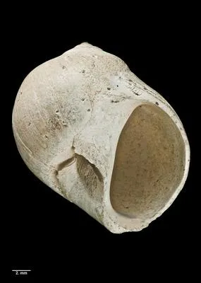 Magnatica (Spelaenacca) rectilatera