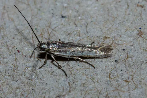 Kiwaia plemochoa