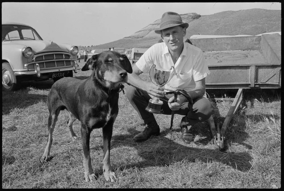 Dog trials - sheep. "King" pig dog huntaway winner owned A. A. Thompson