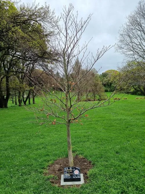 Queen Elizabeth II  platinum jubilee tree