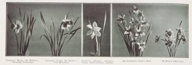 Flowers exhibited at Auckland Horticultural Society's spring show