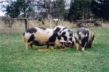 Image: Kunekune pigs
