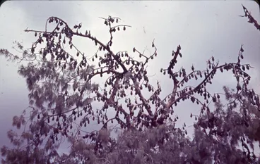Image: Slide: Bats in tree