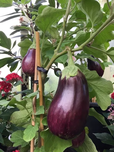 Eggplant
