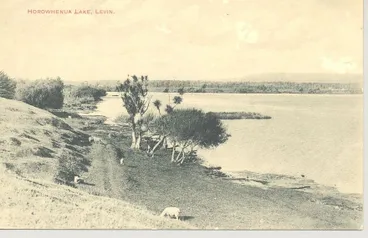 Postcard of Western Shore, Lake Horowhenua Image: Postcard of Western Shore, Lake Horowhenua