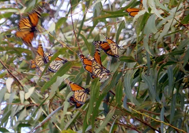 Image: Monarch