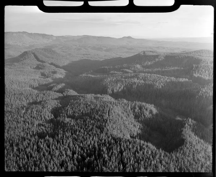 Pine forest at Maraetai forestry block, Tokoroa area, South Waikato District, Waikato Region